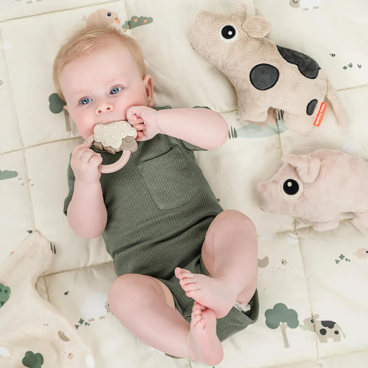 Dotti krammedyr, sand