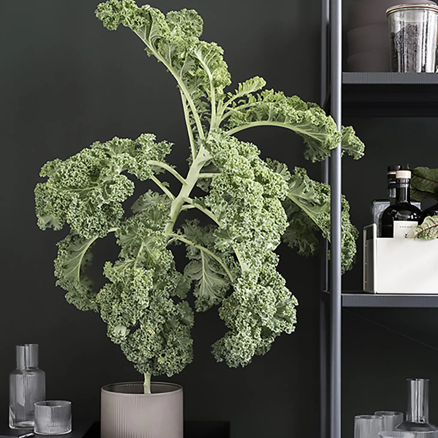 Plant Box, black