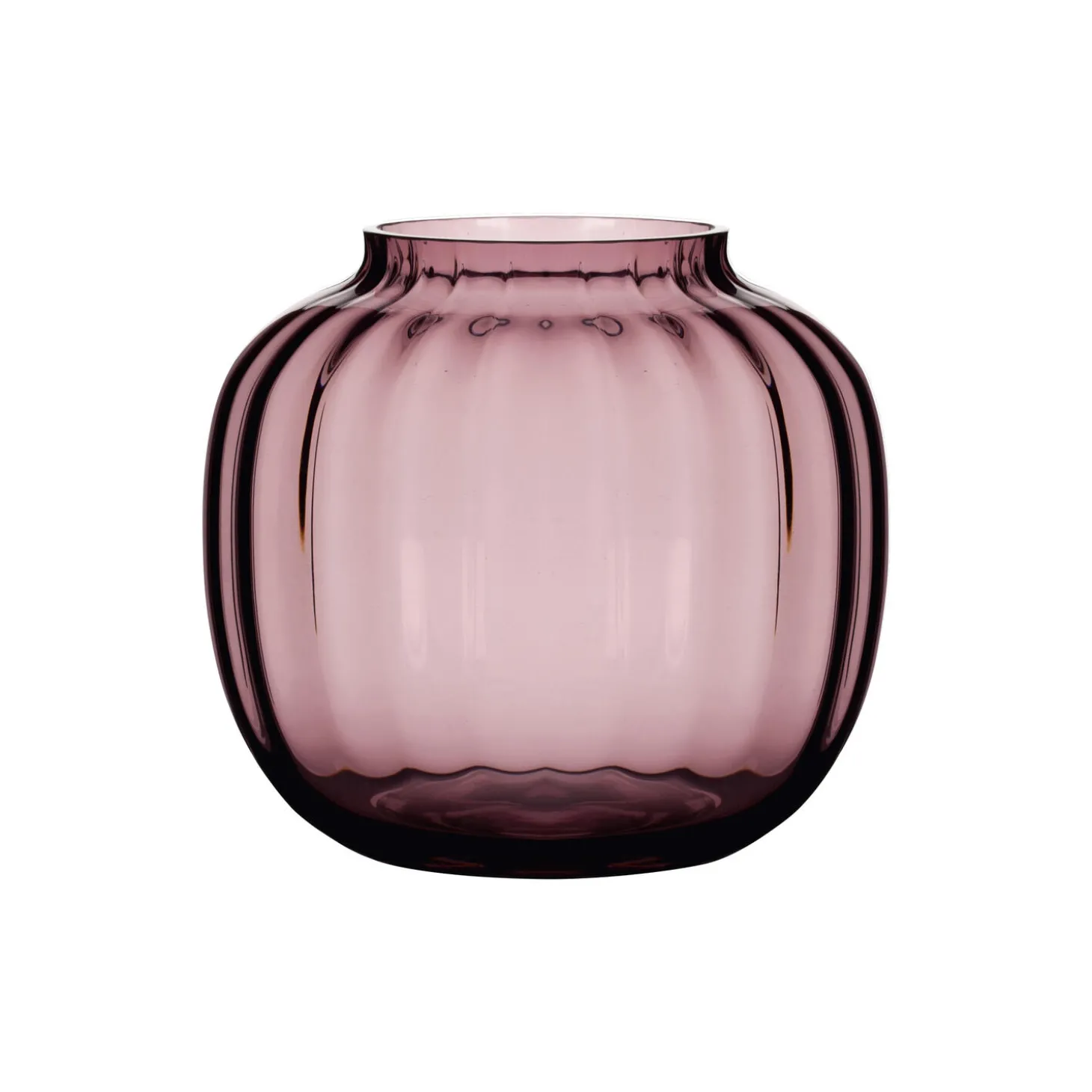 Primula vase, blomme