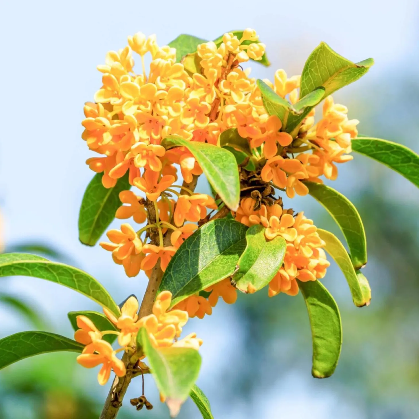 Solid parfume - Osmanthus No. 30