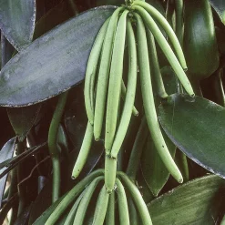 Solid parfume - Vanilla No. 39