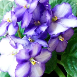 Solid parfume - Violet leaf No. 40